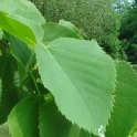 Tilia americana feuille